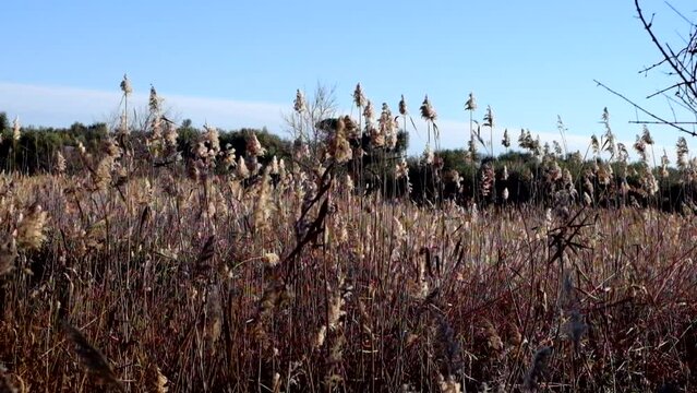 canneto