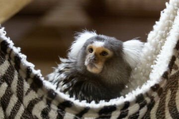 Close up Little Marmoset Monkey in Black and white Cradle