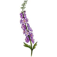 Obraz premium watercolor hand drawn delphinium flower branch