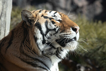close up Siberian Tiger, Amur Tiger