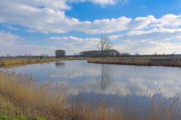 Natural borders with golden reed and bare tree reflecting in the water of river Scheldt on a sunny winter day in Kalkense Meersen nature reserve. Wetteren, Flanders, Belgium 