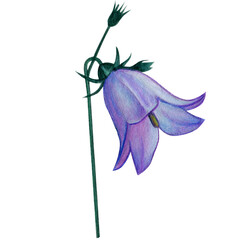 watercolor hand drawn harebell flowers