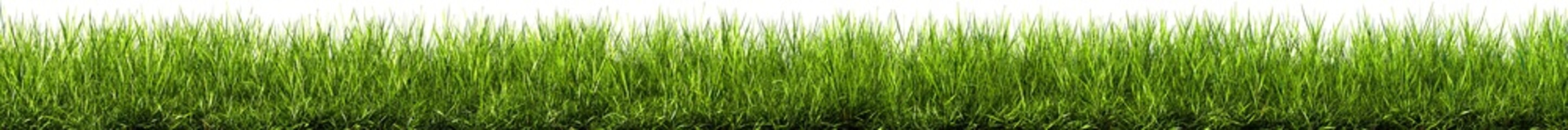 Green grass border, on a Transparent background. Horizon of the green lawn. Green field frame