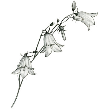 watercolor hand drawn harebell flowers