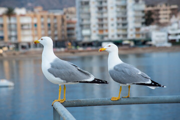 Seagulls in the port of Aguilas, Spain