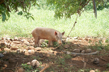 Pig on rough land in shade of tree - Powered by Adobe