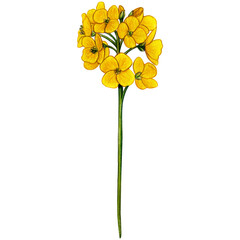 Fototapeta premium Watercolor hand drawn chuckoo flower