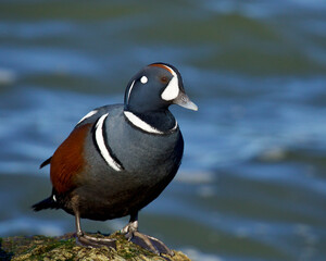 Harlequin Duck - a male in full winter plumage on a rock along the coast of the Atlantic Ocean