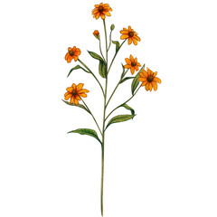 Watercolor hand drawn wild flowers and herbs