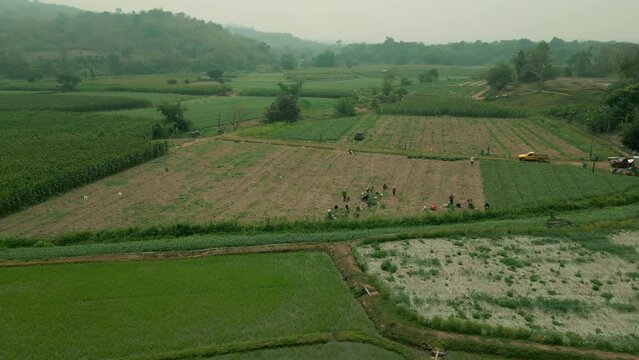 Aerial view of farmer harvest the product, 4k