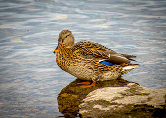 Duck standing in water