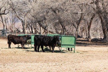 Obraz premium Feeding Cattle