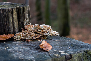 jesienią, opad, drzew, pora roku, barwa, liści, niebo, roślin, park, las, jesień, przyroda
