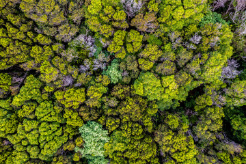 Aerial view of trees in autumn in the bush, Ilha do Faial Island on Azores archipelagos, Portugal.