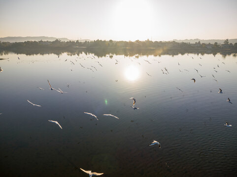 Aerial view of herons flock in Rawal Lake, Islamabad Capital Territory, Pakistan.