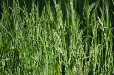 Fototapeta na wymiar Close up of green grass at spring