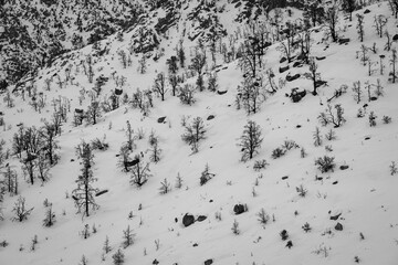 Mountainside Trees and Snow
