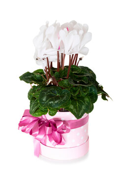 White Cyclamen in pink decoration box