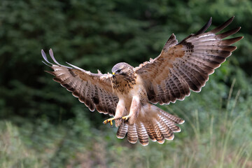 Common Buzzard (Buteo buteo) flying in the forest  in the Netherlands