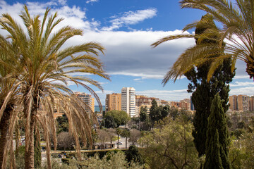 palm trees in the city