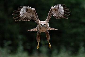 Common Buzzard (Buteo buteo) flying in the forest  in the Netherlands