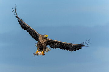White Tailed Eagle (Haliaeetus albicilla), also known as Eurasian sea eagle and white-tailed sea-eagle. The eagle is flying to catch a fish in the delta of the river Oder in Poland, Europe.