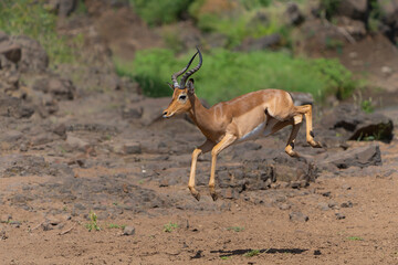 Impala male jumping in Mashatu Game Reserve in the Tuli Block in Botswana