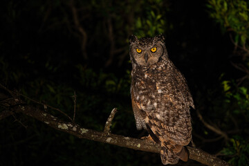 Fototapeta premium Spotted Eagle-Owl at night. This spotted Eagle-Owl (Bubo africanus) was sitting on a branch in the spotligt with a black background in a Game Reserve in Kwa Zulu Natal in South Africa