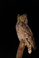 Spotted Eagle-Owl at night. This spotted Eagle-Owl (Bubo africanus) was sitting on a branch in the spotligt  with a black background in a Game Reserve in Kwa Zulu Natal in South Africa