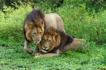Beautiful brotherhood of lion males. Lion (Panthera leo) males almost ready for hunting in Mkuze Falls Game Reserve in Kwa Zul Natal in South Africa - obrazy, fototapety, plakaty