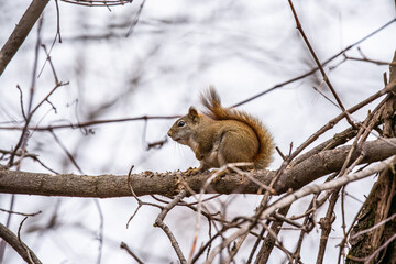 Red squirrel on a branch