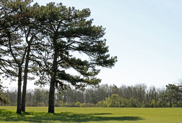 Beautiful spring landscape with green grass and green pine trees in the foreground 