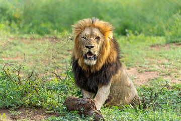 Beautiful dominant lion male. Lion (Panthera leo) male hunting in Mkuze Falls Game Reserve in Kwa Zul Natal in South Africa