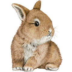 watercolor hand drawn realistic bunny