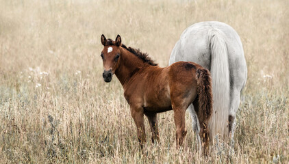 A foal with its mother - obrazy, fototapety, plakaty