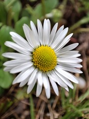 Obraz premium variety of flowers taken during summer