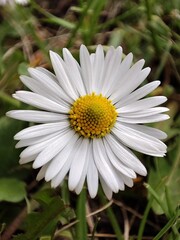 Obraz premium flowers