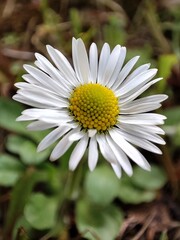 Obraz premium variety of flowers taken during summer