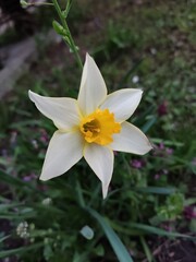 Obraz premium variety of flowers taken during summer