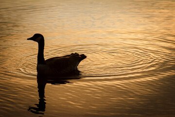 Goose Silhouette Swimming at Sunset in Golden Waters - Background, Backdrop and/or Wallpaper