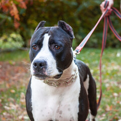 American Staffordshire terrier on a leash with unrecognizable owner.