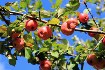 in the summer garden, apples on a tree