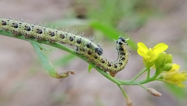 Caterpillar eating mustard flowers in my home garden 