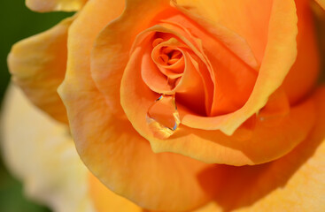 Orange Rose and Dewdrop