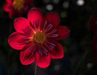 Red Dahlia Flower