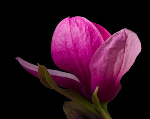 Blossom of Black Tulip Magnolia Tree