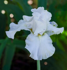 Fototapeta na wymiar White Iris Flower
