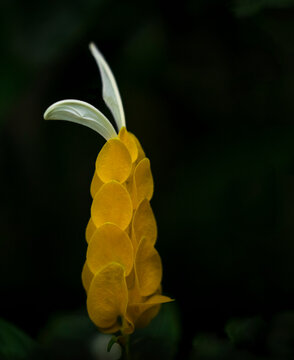 Golden Shrimp Flower