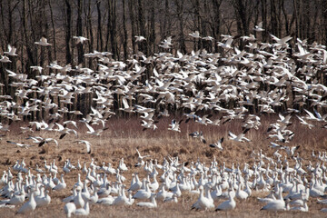 Thousands of Snow Geese at the Middle Creek Wildlife Management Area	