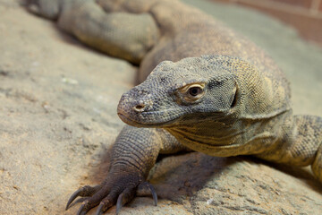Komodo Dragon, the largest lizard in the world
